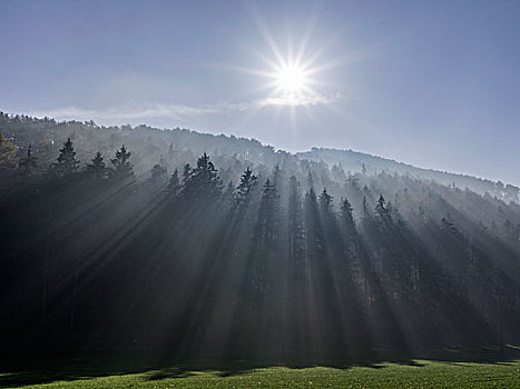 雾,太阳光线,云杉,树林,下奥地利州,奥地利,欧洲