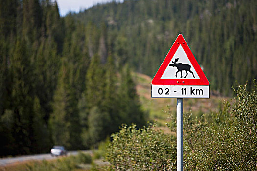 驼鹿,穿过,标识,挪威