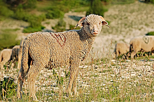 绵羊,普罗旺斯,法国南部,法国,欧洲