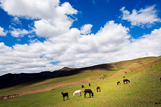 夏季迷人的内蒙古草原风光