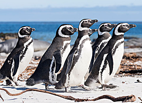 麦哲伦企鹅,小蓝企鹅,海滩,南美,福克兰群岛,大幅,尺寸