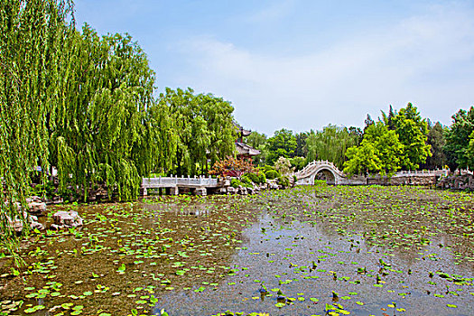 莲花池和石桥