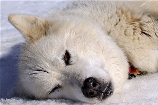 休息,格陵兰,狗,雪橇狗