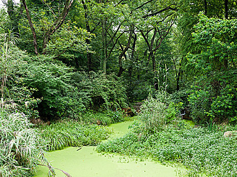 中山植物园