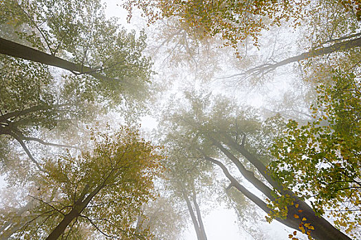 秋色,树,雾,哈尔茨山,国家公园,萨克森安哈尔特,德国,欧洲