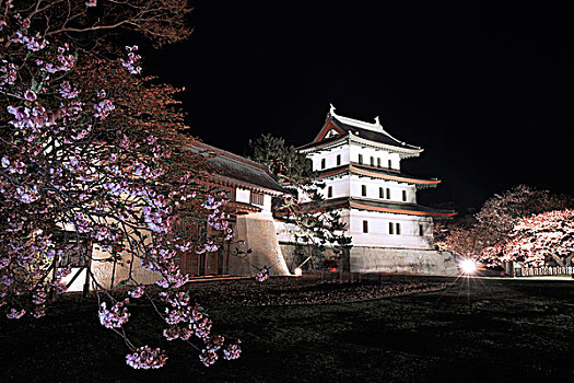 北海道,城堡,樱桃树,夜晚