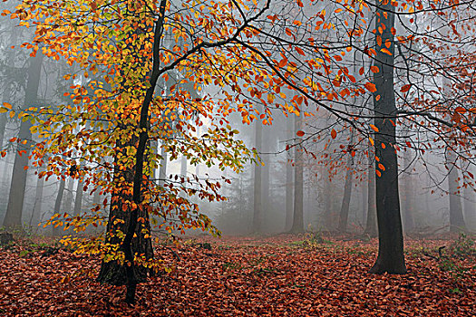 秋天,树林,雾,鲜艳,叶子,秋日树林,树,巴登符腾堡,德国,欧洲