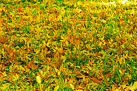 落满枫叶的草地