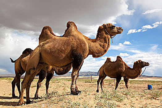 野生,巴克特里亚,骆驼,戈壁沙漠,蒙古,亚洲