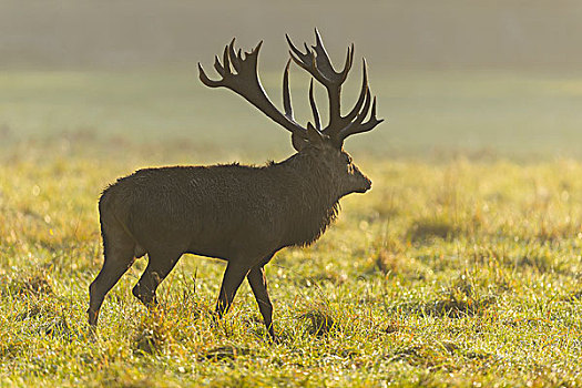 雄性,赤鹿,鹿属,鹿,走,早晨,雾气,发情期,欧洲