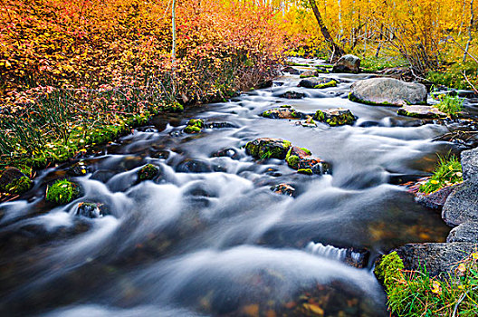 秋色,溪流,印尤国家森林,内华达山脉,加利福尼亚,美国