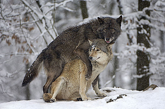 狼,组合,冬天,自然,动物,哺乳动物,野生动物,食肉动物,野狗,两个,犬科,交配,栖息地,季节,雪,户外