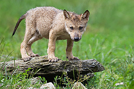 大灰狼,幼兽,巴伐利亚,德国