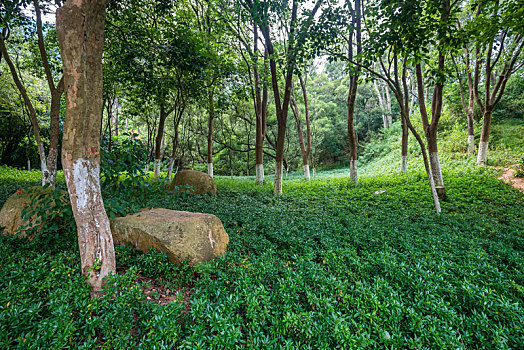 厦门东坪山公园森林景色