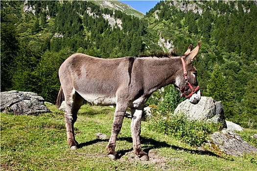 驴,意大利阿尔卑斯山