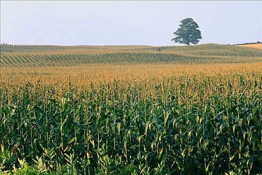 树,玉米田,曙光,安大略省,加拿大