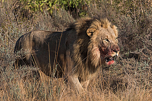 狮子,雄性,血,嘴,跑,禁猎区,林波波河,南非,非洲