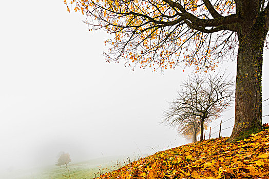 枫树,雾,秋叶,巴伐利亚,德国,欧洲