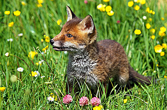 红狐,狐属,幼仔,站立,花