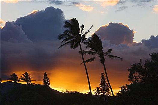 夏威夷,毛伊岛,北岸,棕榈树,山,蓬松,云,彩色,日落