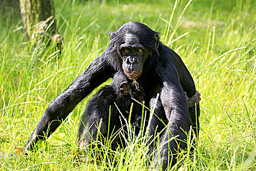 倭黑猩猩,俾格米人,黑猩猩,母子,非洲
