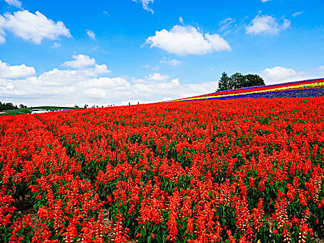 花圃,美瑛,北海道,日本