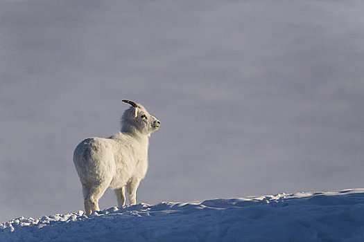 野大白羊,母羊,高处,克卢恩湖,绵羊,山,克卢恩国家公园,育空地区,加拿大