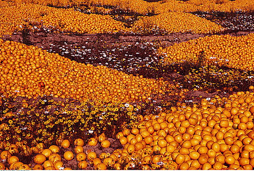 堆放,橘子,开普省,南非
