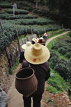 茶园,杭州,中国