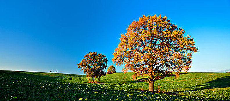 孤单,橡树,秋天,地点,冬天,油菜籽,萨克森安哈尔特,德国,欧洲