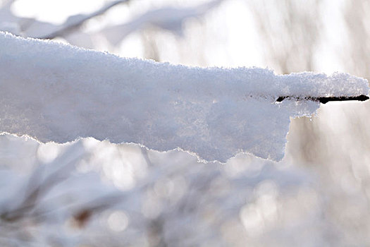 大雪后树梢上的白色雾凇特写