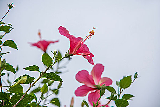 泰国清迈皇家餐厅花园