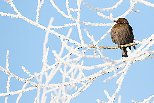 山鸟类,雌性,坐在树上,白霜,黑森州,德国,欧洲