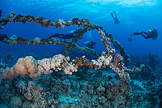 潜水,珊瑚,遮盖,失事船舶,红海,埃及