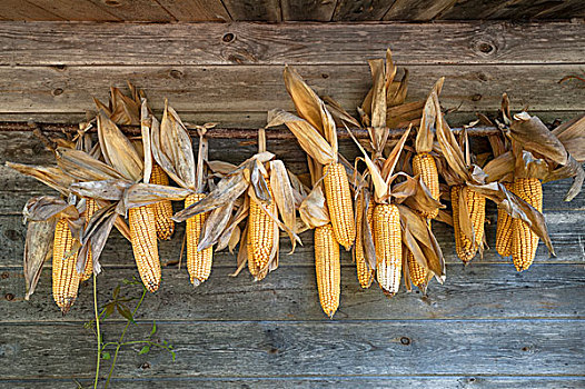 干燥,老玉米,木墙,提洛尔,奥地利,欧洲