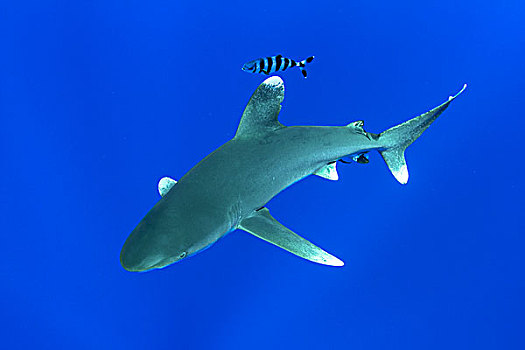 远洋白鰭鯊,长鳍真鲨,巴哈马,加勒比