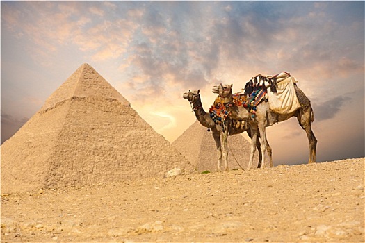 一对,骆驼,吉萨金字塔