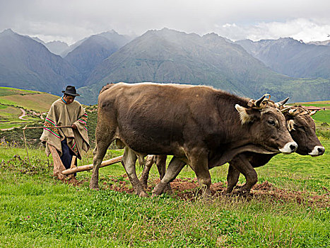 盖丘亚族,农民,传统,耕作,牛