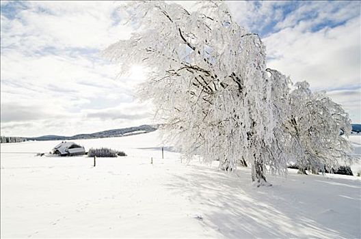 积雪,树,农场,黑森林,巴登符腾堡,德国