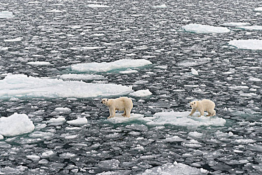 北极熊,女性,幼兽,浮冰,斯匹次卑尔根岛,斯瓦尔巴群岛,斯瓦尔巴特群岛,挪威,欧洲