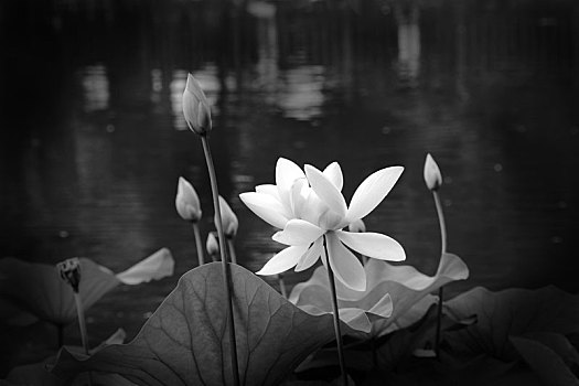 荷花,lotus,莲花,水芙蓉,藕花,芙蕖,中国,白荷花,黑白照片