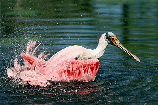 粉红琵鹭,浴,佛罗里达,美国