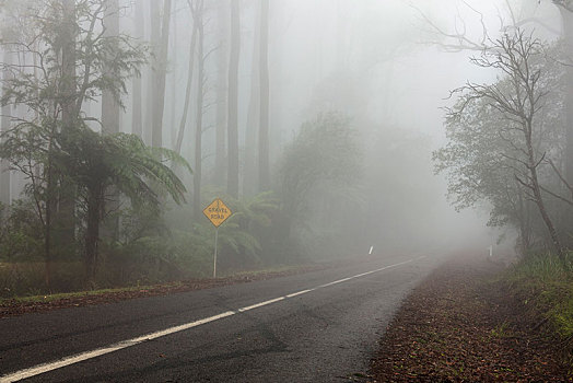 路湿,密集,雾,雨林,亚拉山国家公园,维多利亚,澳大利亚,大洋洲