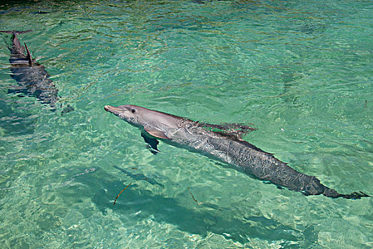 洪都拉斯,海湾群岛,沙,湾,钥匙,一对,宽吻海豚,大幅,尺寸