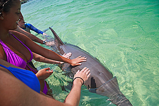 海湾群岛,洪都拉斯,游客,接触,宽吻海豚,训练者,展示,钥匙,胜地