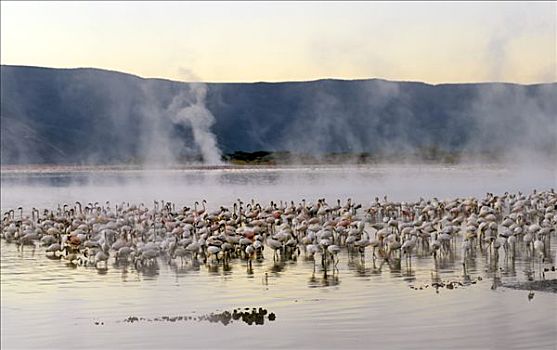 肯尼亚,柏哥利亚湖,日出,成群,小红鹳,藻类,蒸汽,许多,温泉,围绕,碱性湖,大裂谷