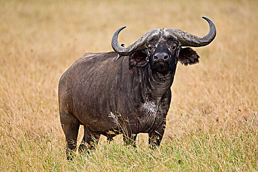 非洲,坦桑尼亚,南非水牛,恩戈罗恩戈罗火山口