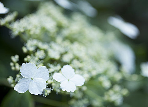 八仙花属