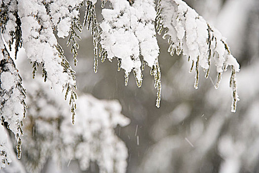 积雪,枝条