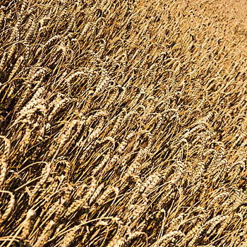 小麦,背景,留白